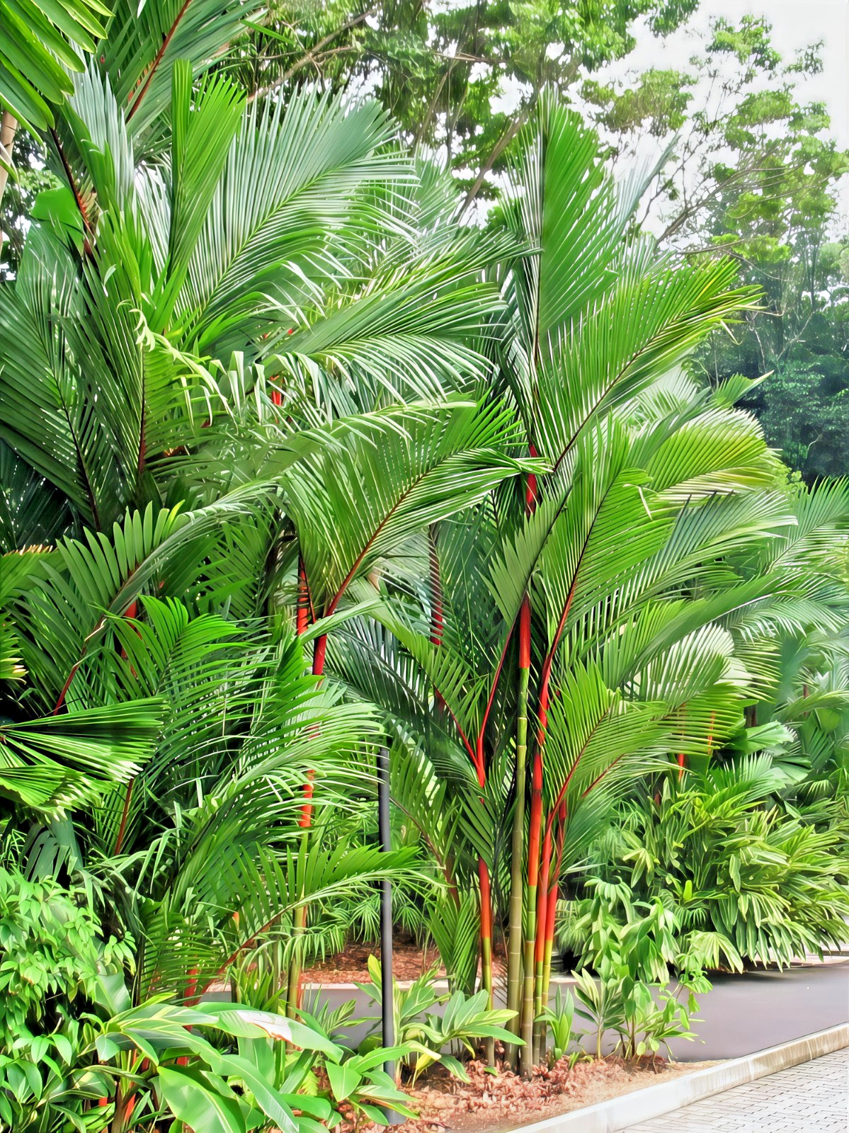 RED SEALING WAX “LIPSTICK PALM” TREE SEEDS (Cyrtostachys renda) House Plant RARE