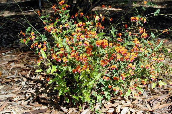 Chorizema diversifolium | Climbing Flame Pea | 20 Seeds