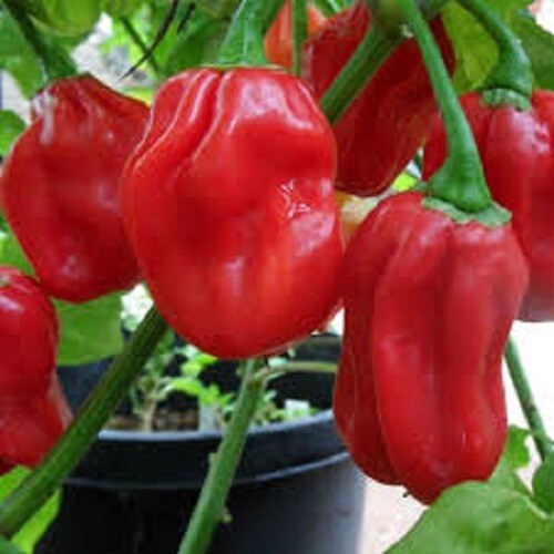 Premium Habanero Hot Red Pepper Seeds – 400,00 Scoville Units. Fresh Seed!