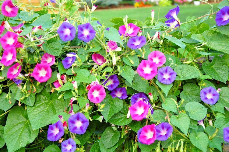 70+MORNING GLORY Mix Flower Seeds Wildflower Climbing Flowering Vine Container