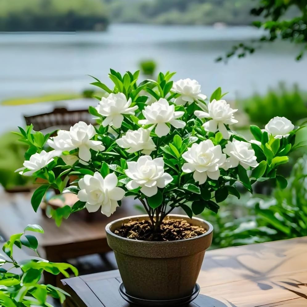 300pcs Gardenia Seeds for Planting, Non-GMO, High Germination, Fragrant Flowe…