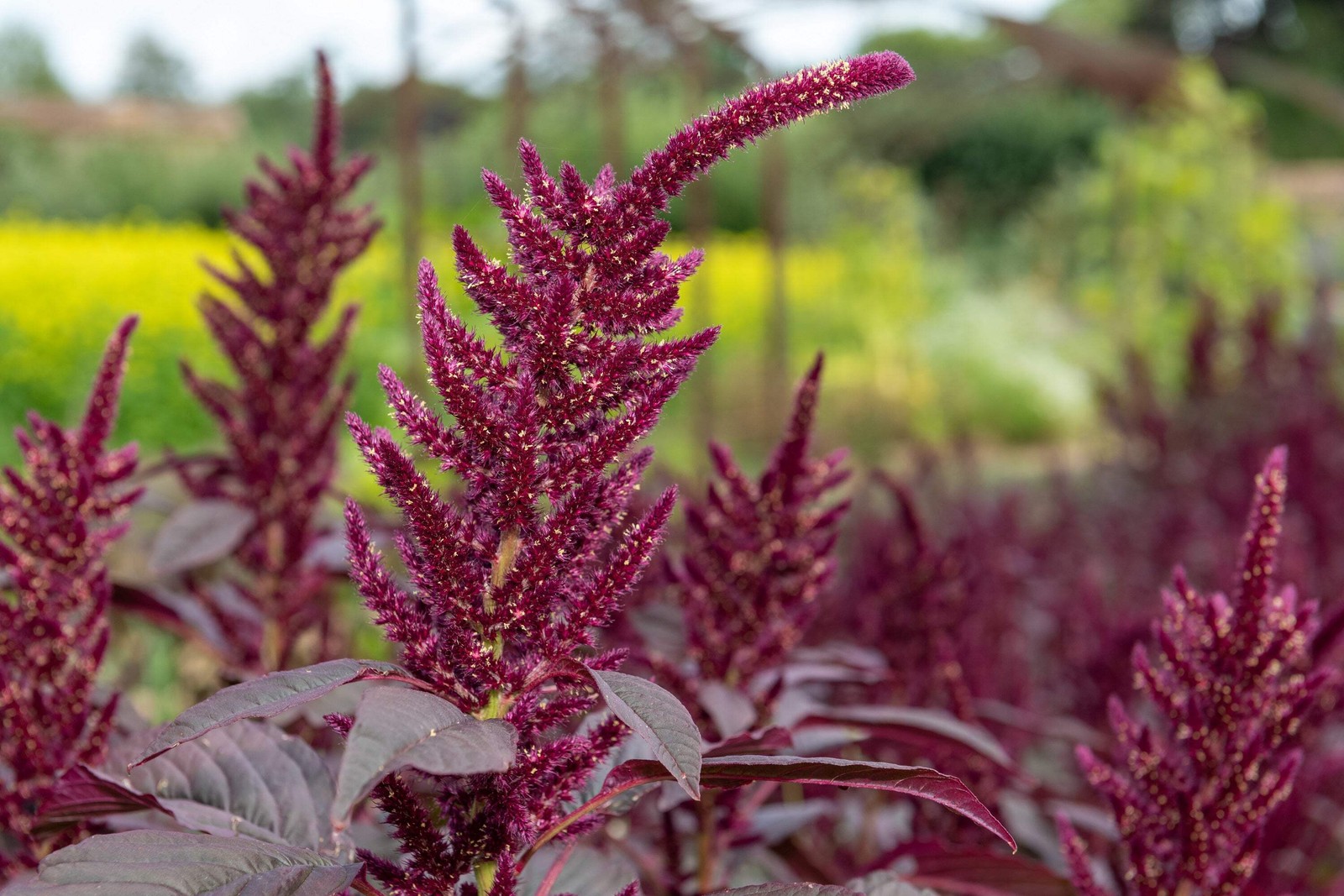 250 BURGUNDY AMARANTHUS Hypochondriacus Amaranth Grain Vegetable Flower Seeds