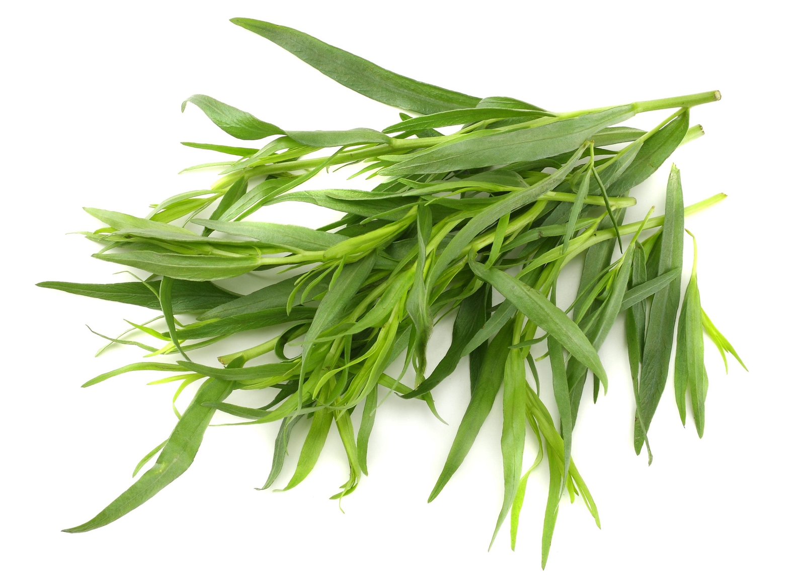 100 TARRAGON Common Kitchen Artemisia Dracunculus Herb Seeds *Flat Shippin
