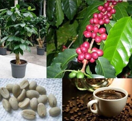 Dwarf Nana Arabian Coffee Seeds | Best Seller