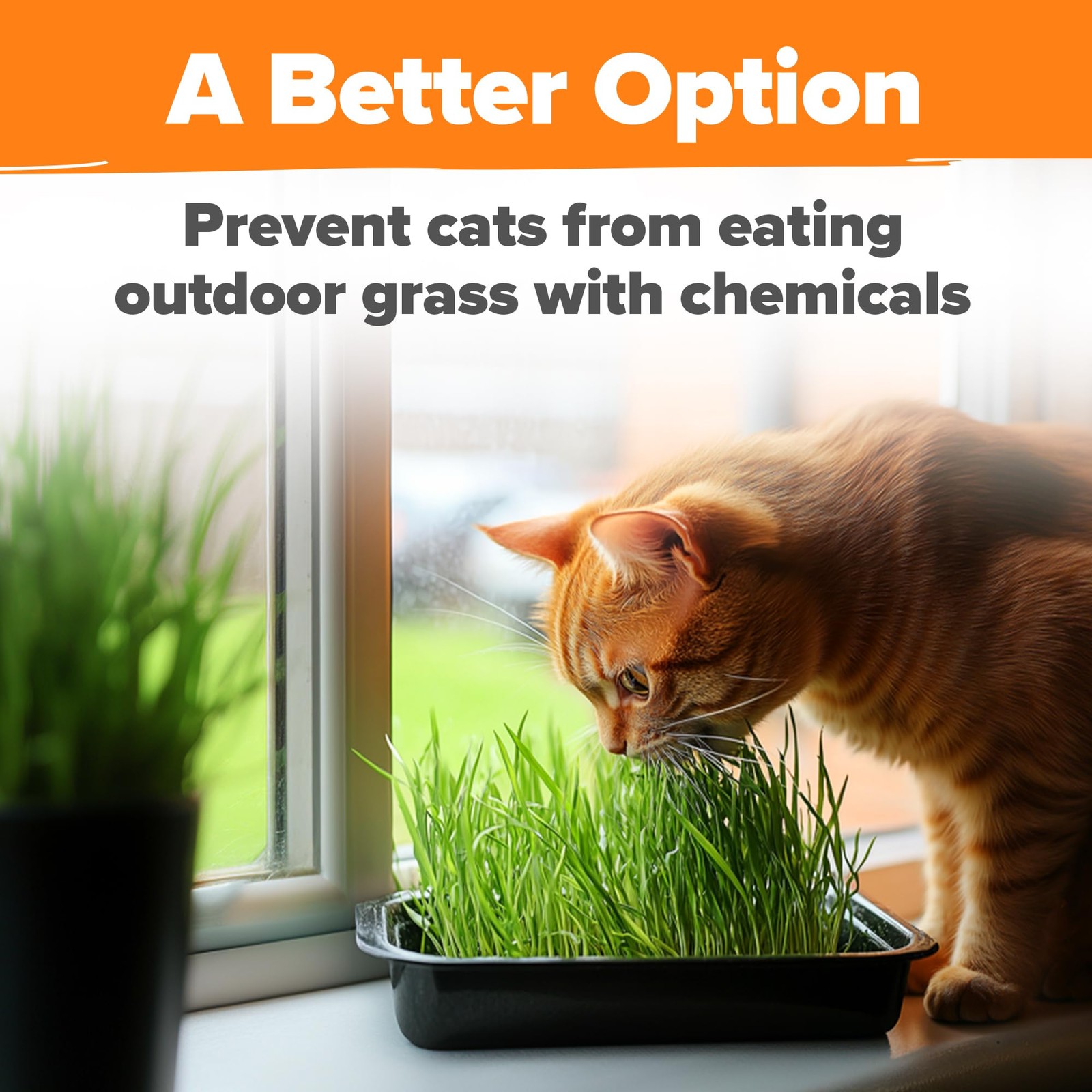 Non GMO 1 Pound Cat Grass 12,700+ Seeds for Cat & Kittens Oat & Barley Mix 10…