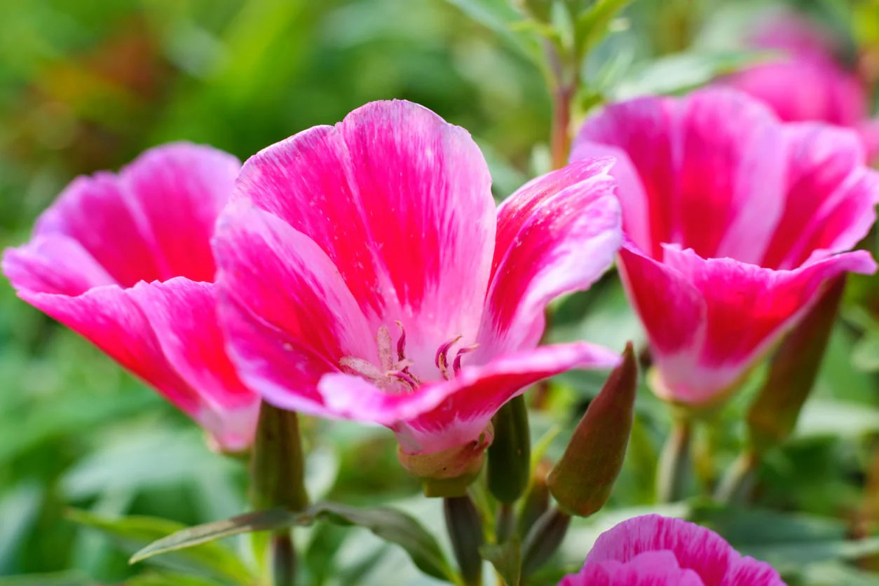 Farewell to Spring Godetia Seeds |Clarkia Amoena PinkRed Cherry Flower Seed 2024