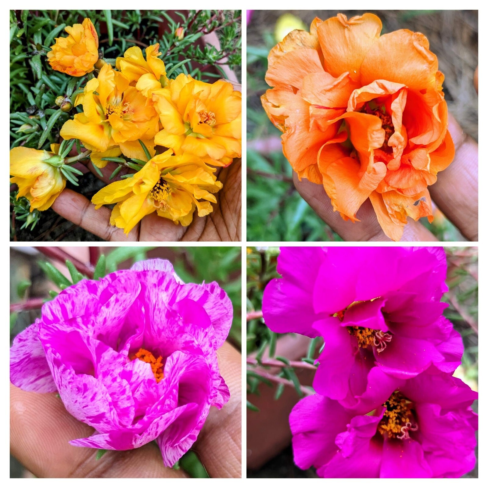 1000+ Moss Rose Double Mix Portulaca grandiflora button rose 150mg seeds