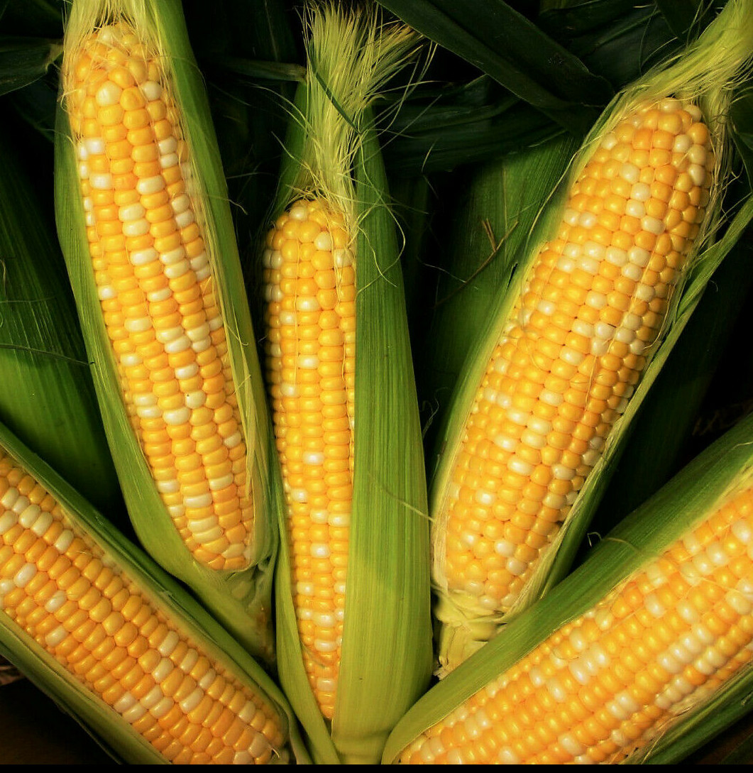 Peaches and Cream Sweet Corn Seeds | Untreated Hybrid Bicolor Yellow White 2024