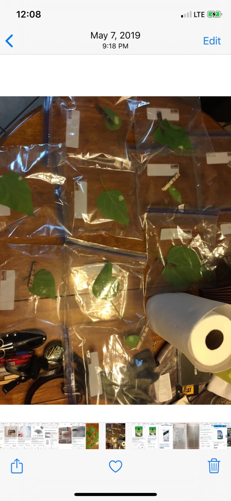 Catalpa, Southern Catalpa Tree Seeds, (For Raising Catalpa Worms) Catfish Candy