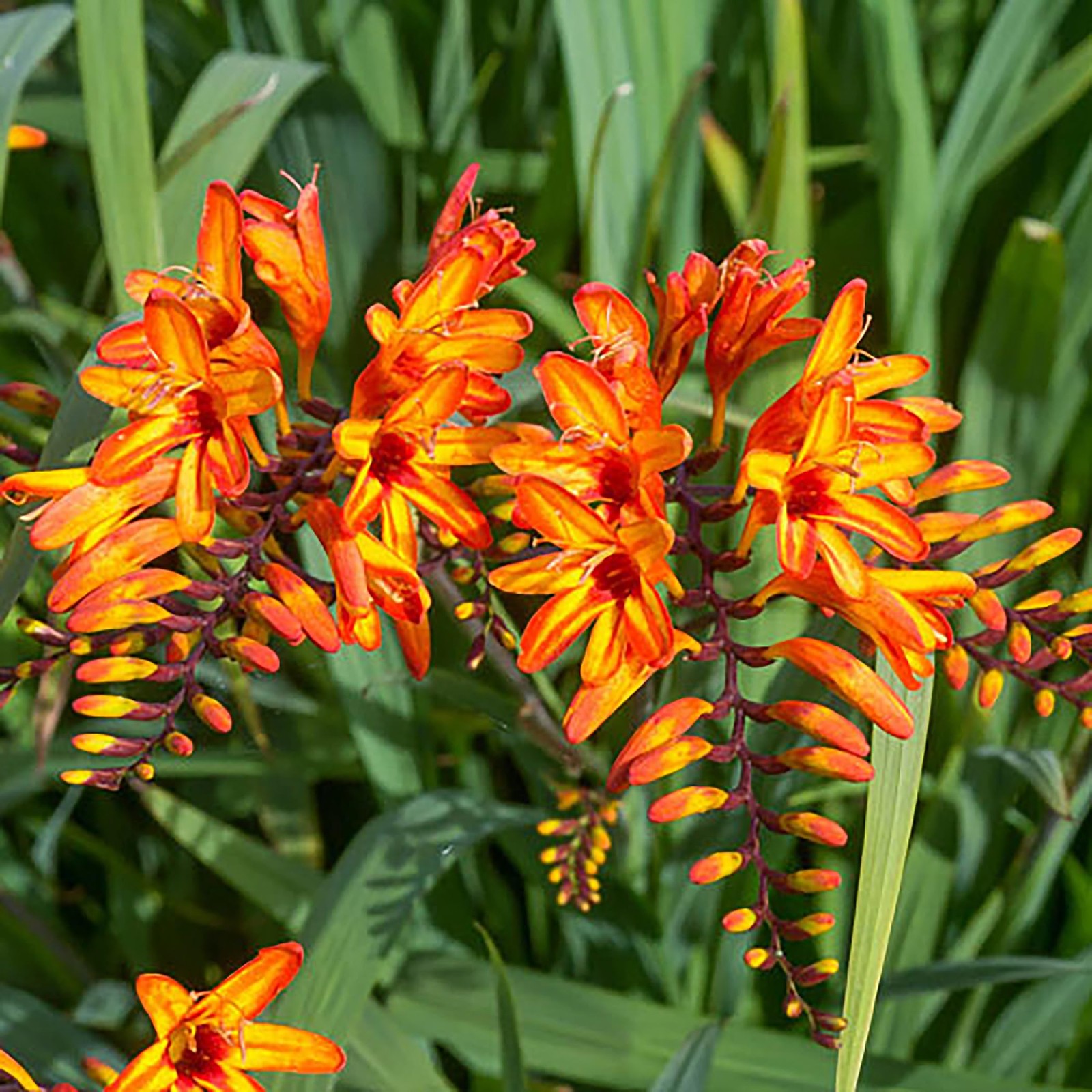 5 Orange Lucifer Crocosmia Blubs – Grows 30-48″ Tall.
