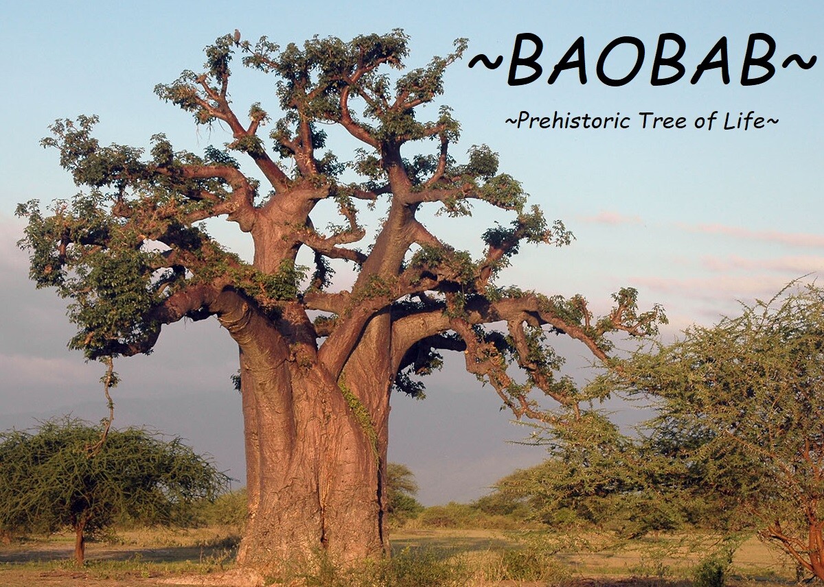 ~BAOBAB~ Tropical Exotic African Prehistoric ~Tree of Life~ Fruit Bonsai 5 Seeds
