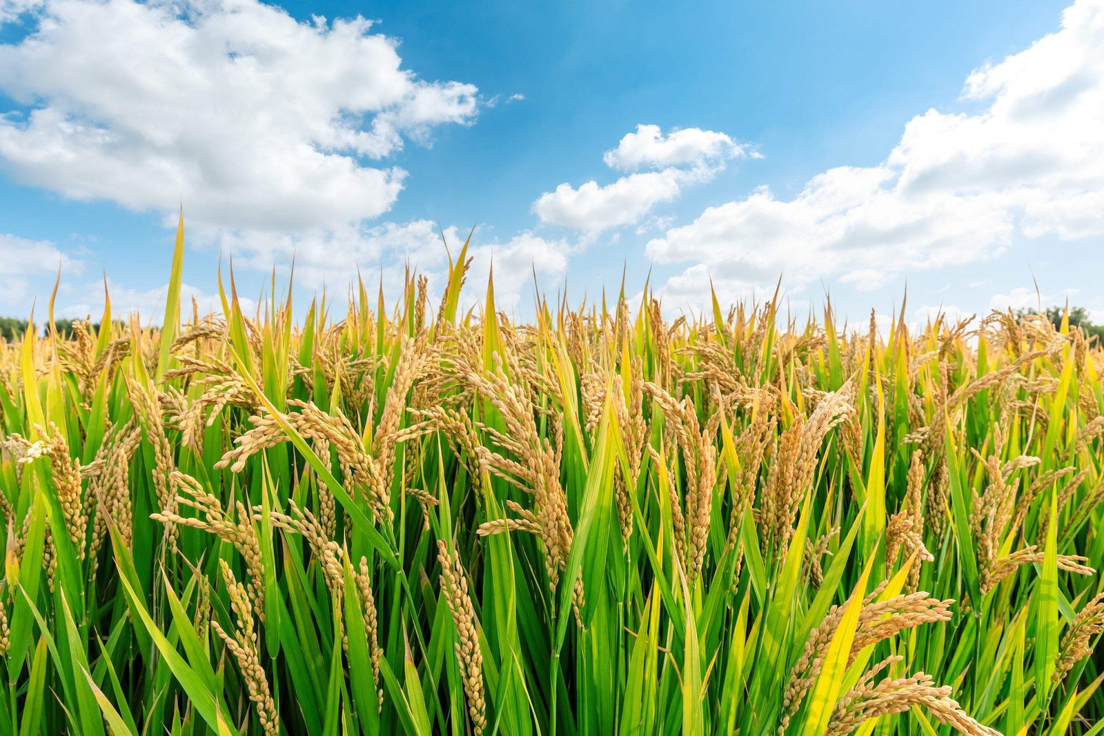 100 Long Grain BROWN WHITE RICE Oryza Sativa Vegetable Seeds