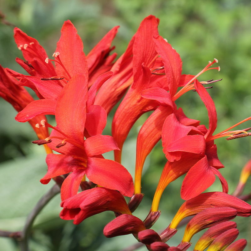 CROCOSMIA LUCIFER 100 SEEDS, bright red flowers, EZ to grow seeds, USA seller