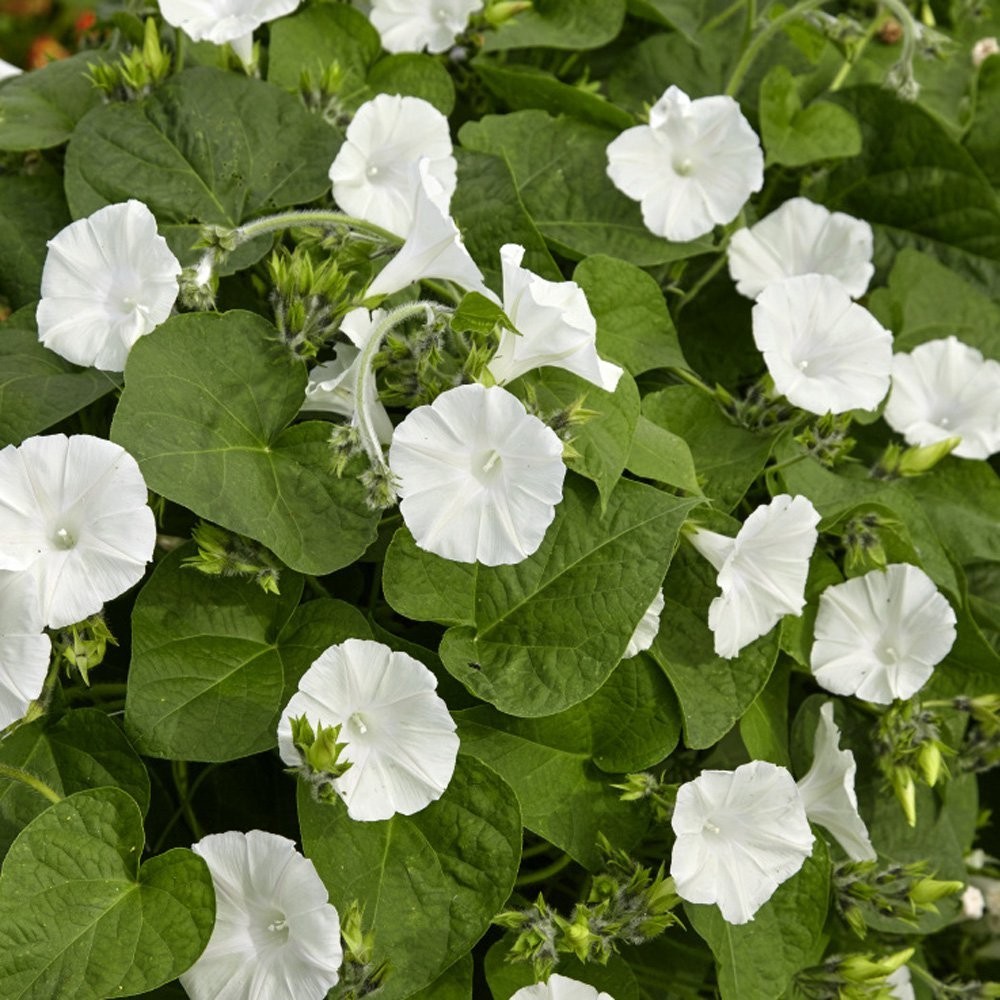 Moonflower seeds / Flowers / Vining / White / Perennial