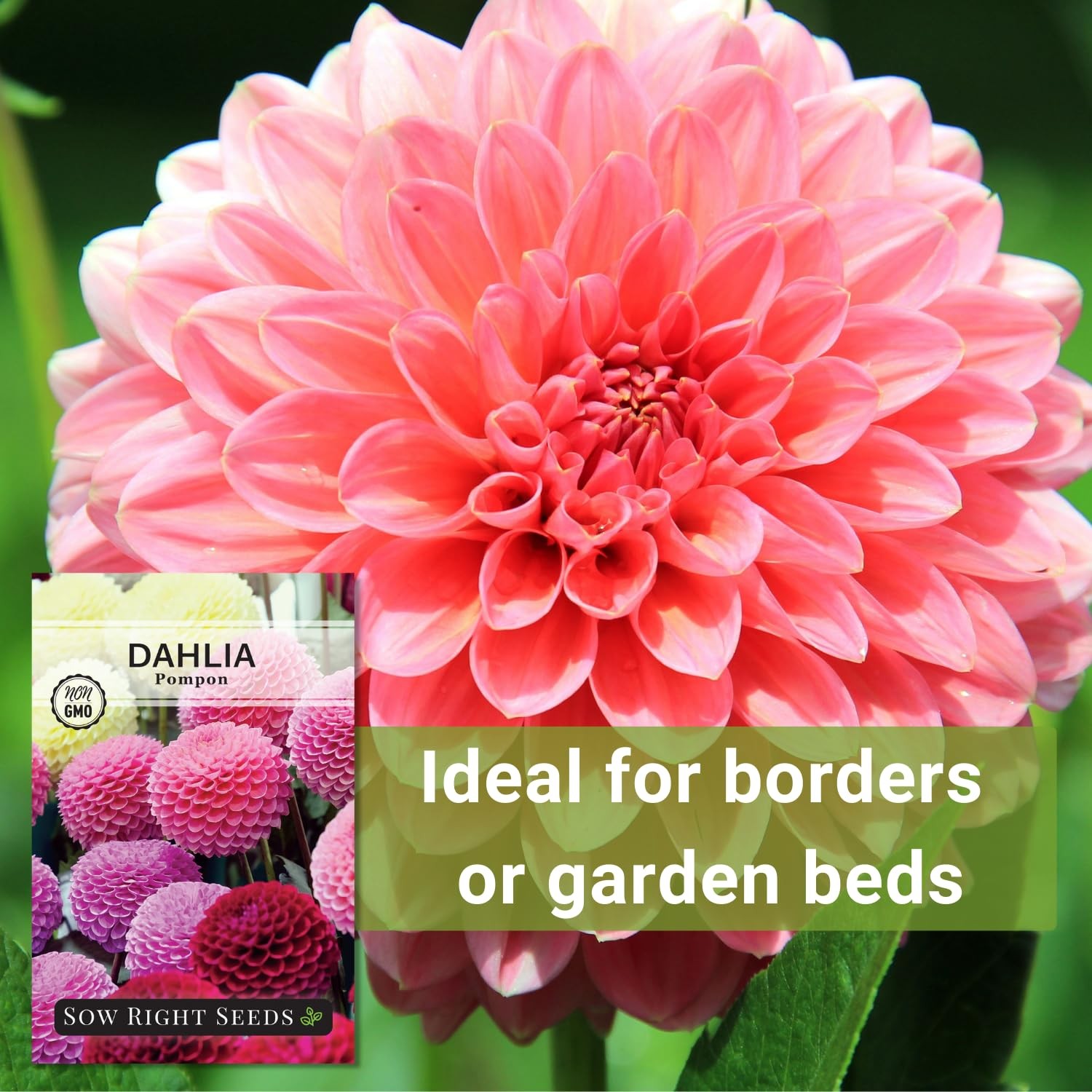 Sow Right Seeds – Pompon Dahlia for Planting – Annual Non-GMO Mix