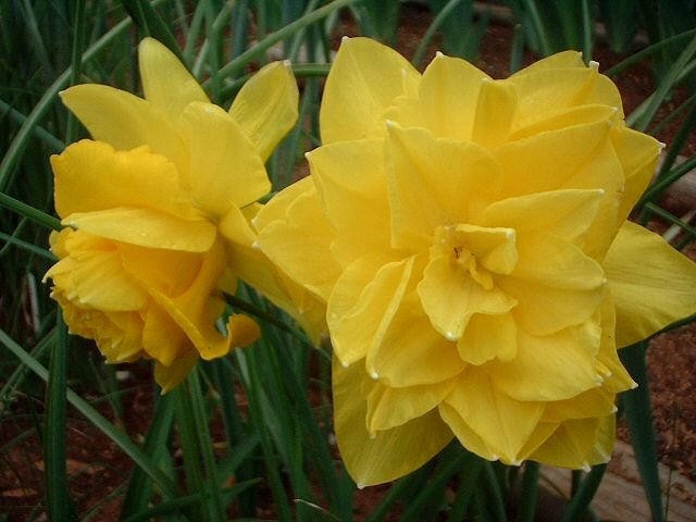 5 Golden Ducat Double Daffodil~ **FALL PLANTING