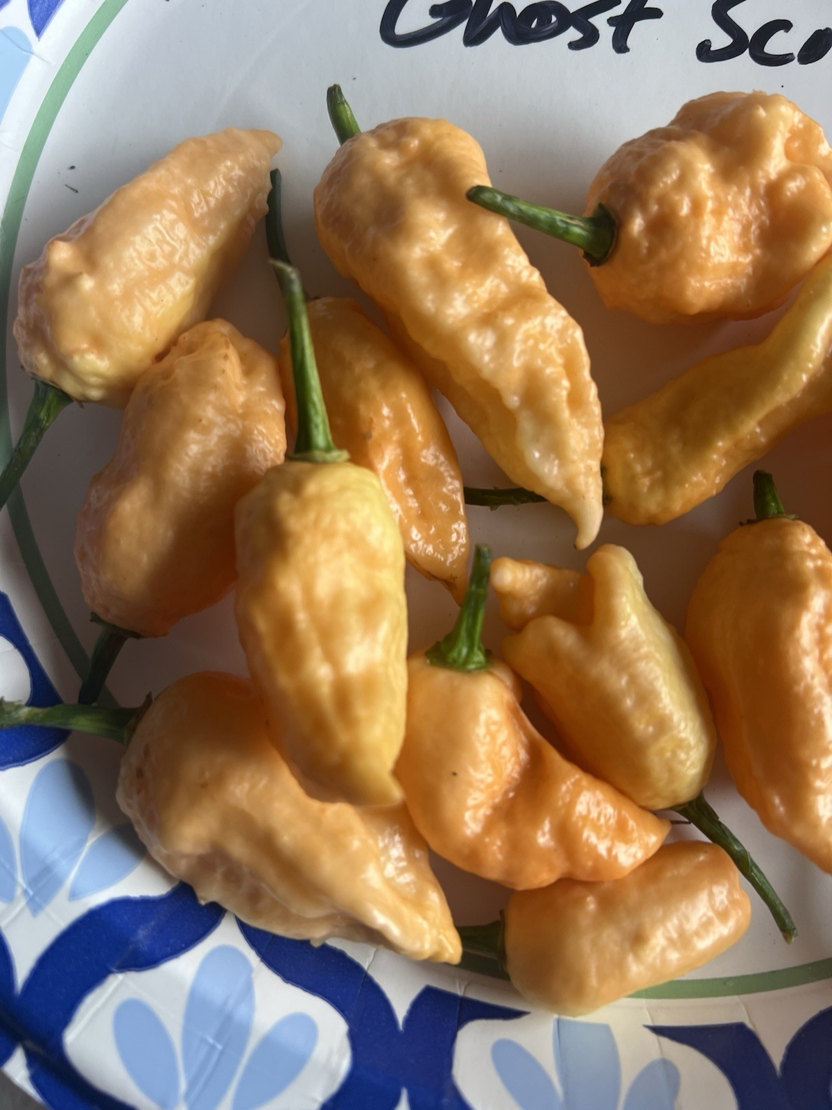 Jay’s Peach Ghost Scorpion Hot Pepper Seeds 15+ Per Pack