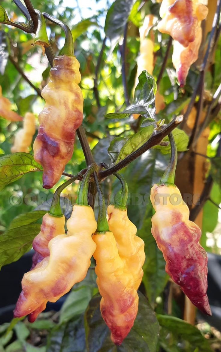 Pink Tiger Hot Pepper Seeds, EXTREMELY HOT PEPPER!!! 10 Seeds Free Shipping!