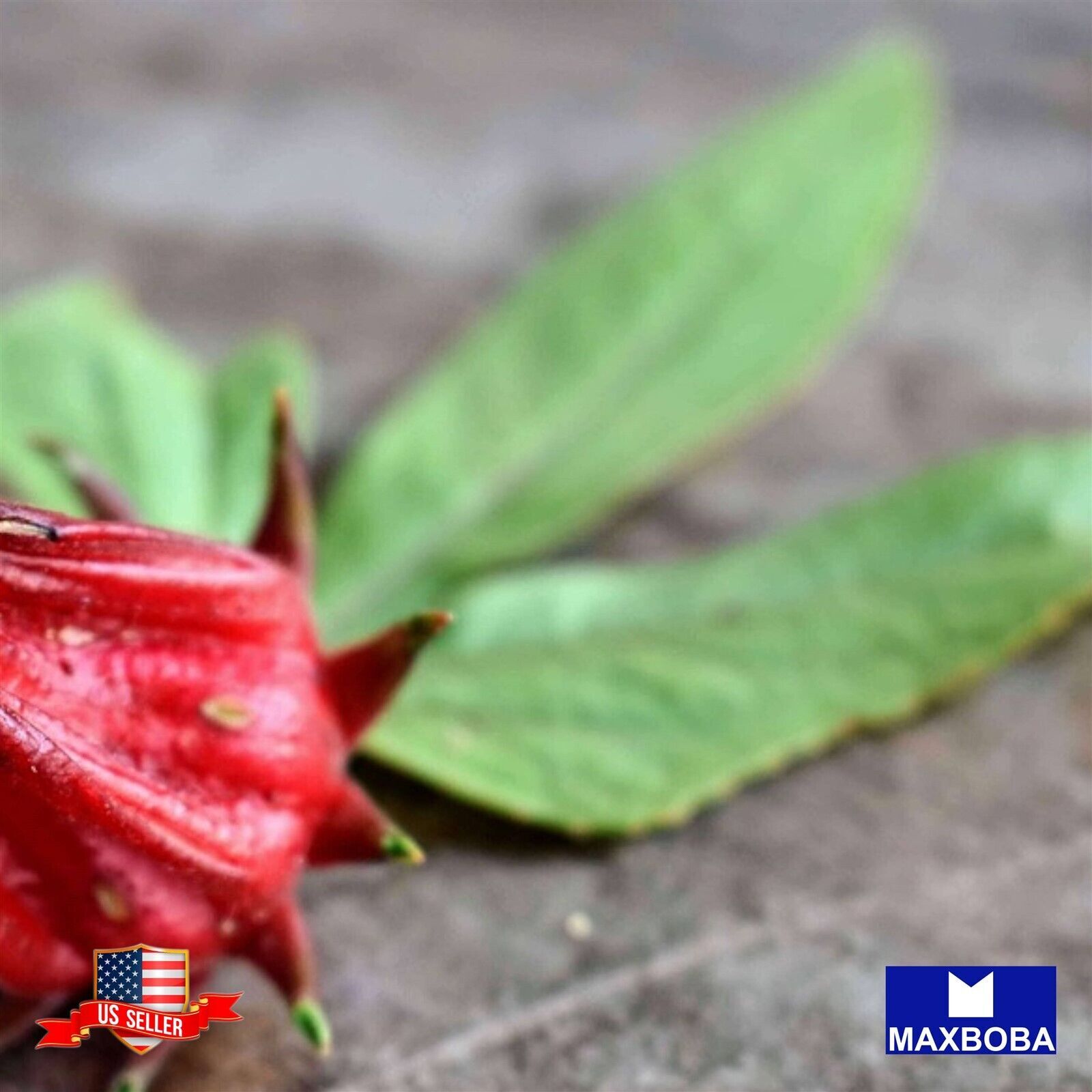 Non-GMO 30+ Roselle Seeds – Asian Sour Leaf (Hibiscus) Heirloom BOGO 50% OFF