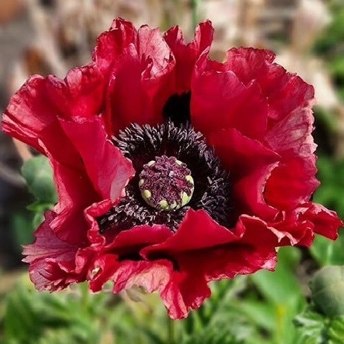 5,000+ Mixed Oriental Poppy Seeds Premium Perennial Giant Crepe-Paper Blossoms