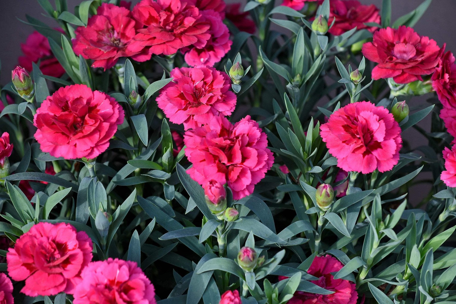 100 Mixed CARNATION / DOUBLE DIANTHUS Chinensis Flower Seeds *Comb S/H
