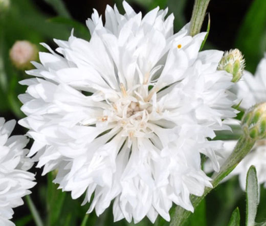 CORNFLOWER WHITE TALL Centaurea Cyanus – 3,000 Bulk Seeds