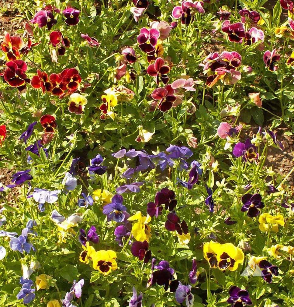 Pansy SWISS GIANTS Mix Pollinators Containers Borders Edible Non-GMO 200 Seeds
