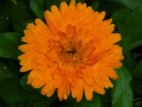 50+ CALENDULA POT MARIGOLD FLOWER SEEDS BEAUTIFUL YELLOW & ORANGE 2-3″ BLOOMS