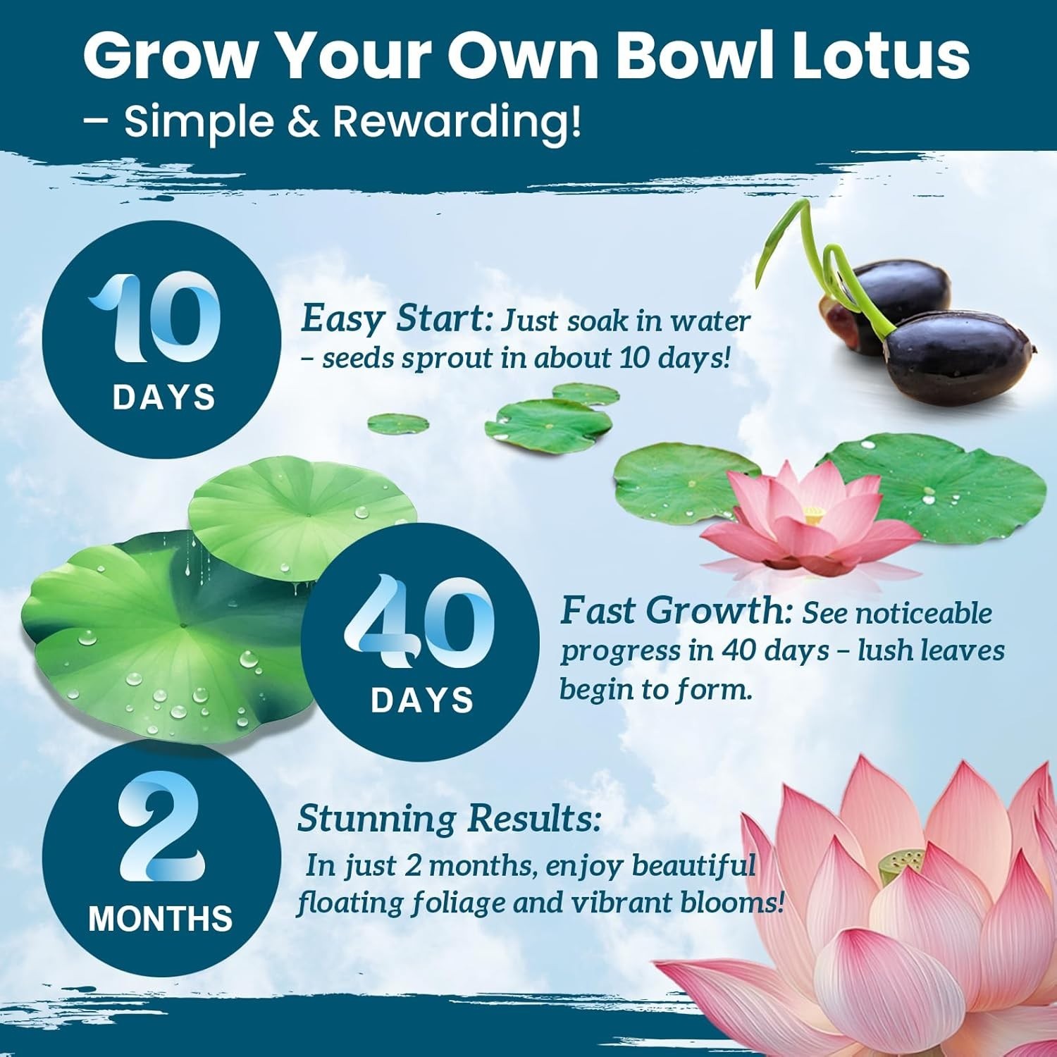Heirloom Bowl Lotus Seeds – Indoor & Outdoor Mixed Colors for Stunning Gardens
