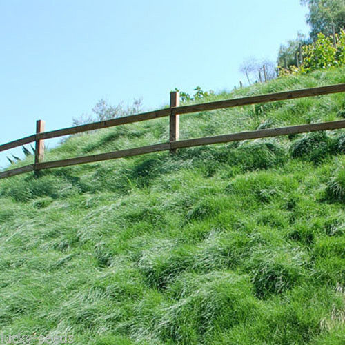 Boreal Creeping Red Fescue Grass Seed (Festuca rubra) 10 Lbs.