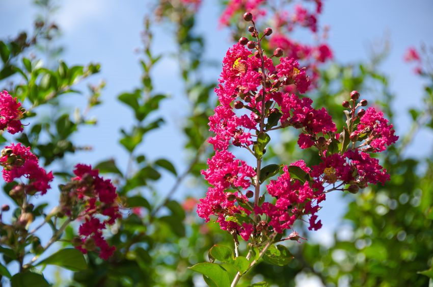 Crape Myrtle -Lagerstroemia- 20 Seeds -fuchsia Flower Standard Or Bonsai
