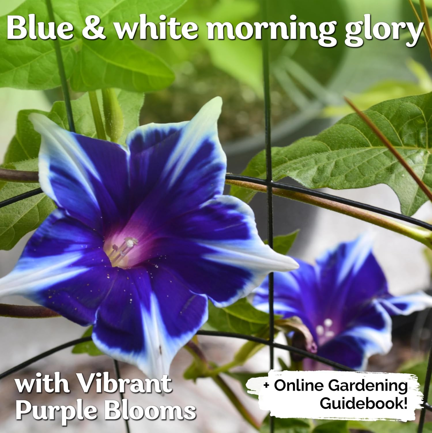 100Pcs/Pack Morning Glory Seeds Beautiful Perennial Flowers Seeds for Garden Qc�