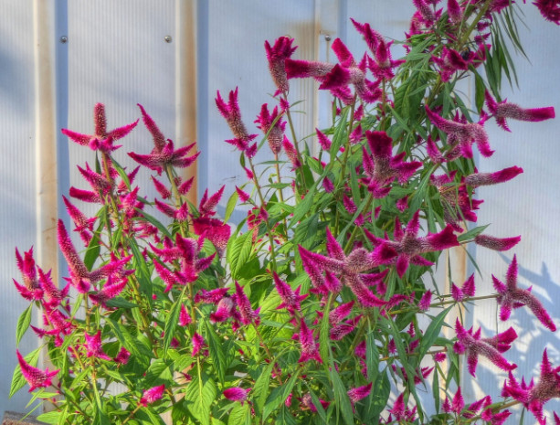 Celosia Argentea – at least 100 seeds. Beautiful and easy to grow.