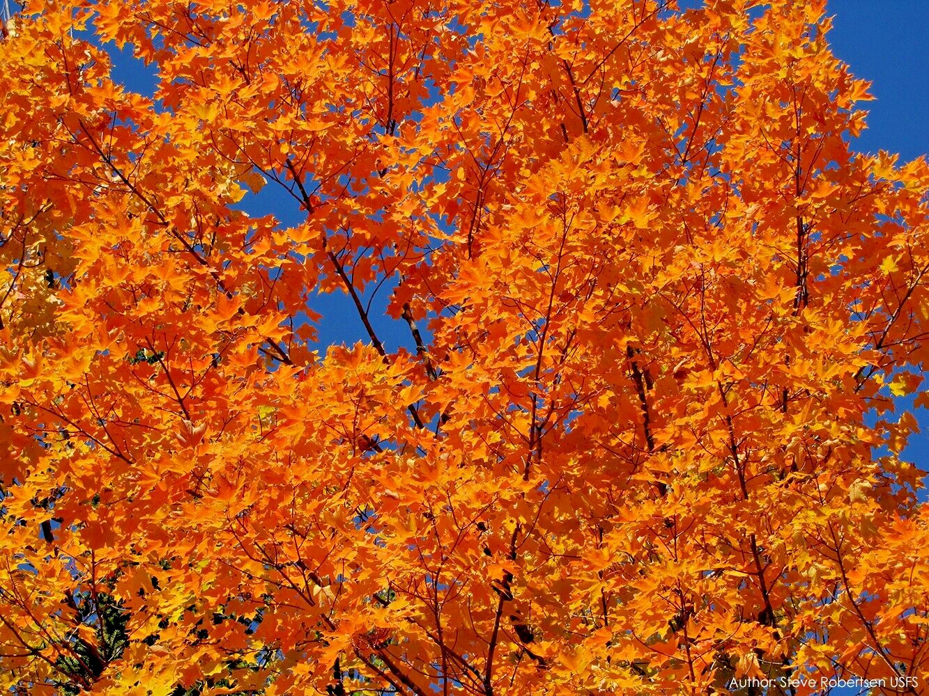 Northern Sugar Maple Tree | Premium Seeds | Acer saccharum ‘Summer’ | Plants’®