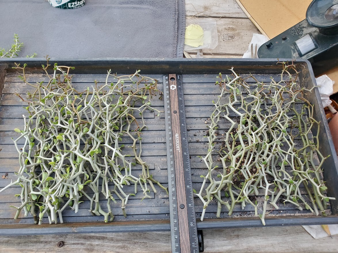 Decarya madagascariensis – Zig Zag Plant – Madagascar – 1 NON-ROOTED CUTTING