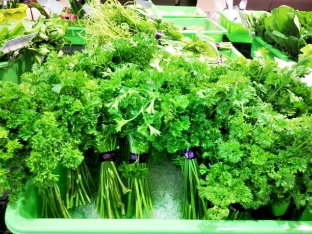 500 FOREST GREEN PARSLEY SEEDS | 2026 SALE FREE SHIPPING NON GMO HEIRLOOM