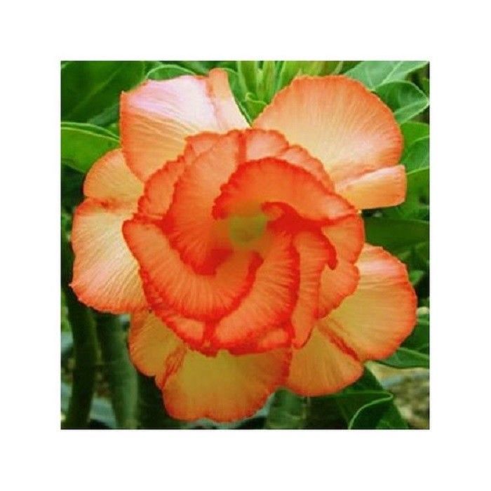 4 Orange Desert Rose Seeds Adenium Obesum Flower Perennial Flowers Seed 234