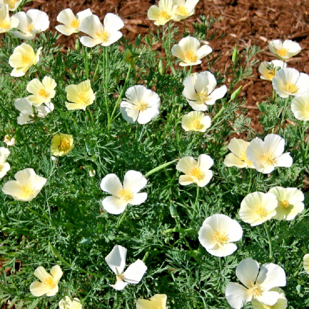5,000 White Linen California Poppy Calif Eschscholzia Poppy Seeds For Planting