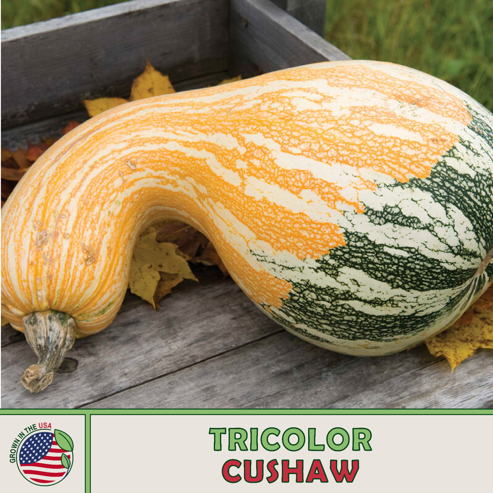 10 Tricolor Cushaw Pumpkin / Squash Seeds, Heirloom, Non-GMO, Genuine USA