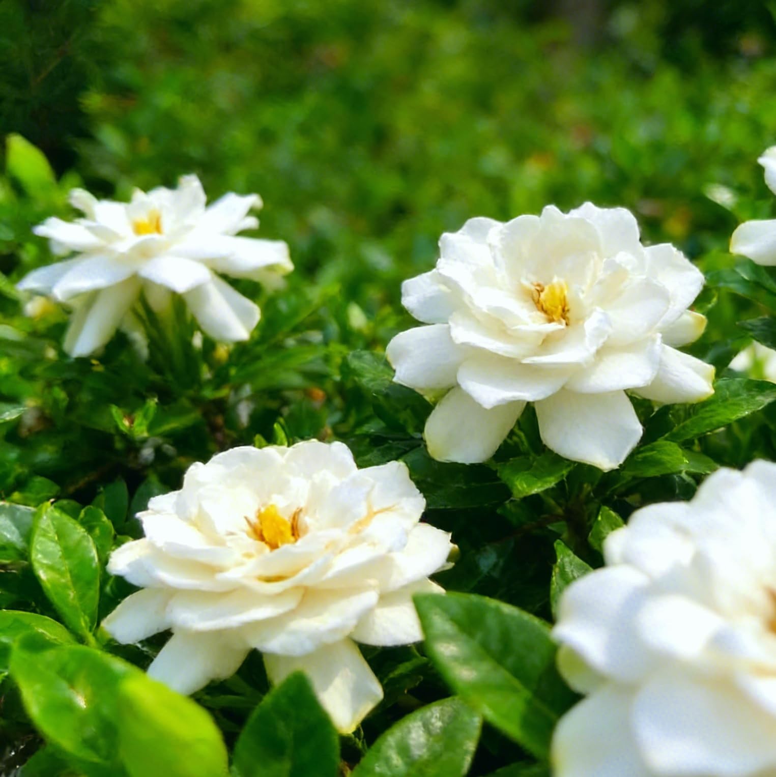 200+ Gardenia Seeds – Fragrant Evergreen, Non-GMO, Heirloom White Blooms for Gar