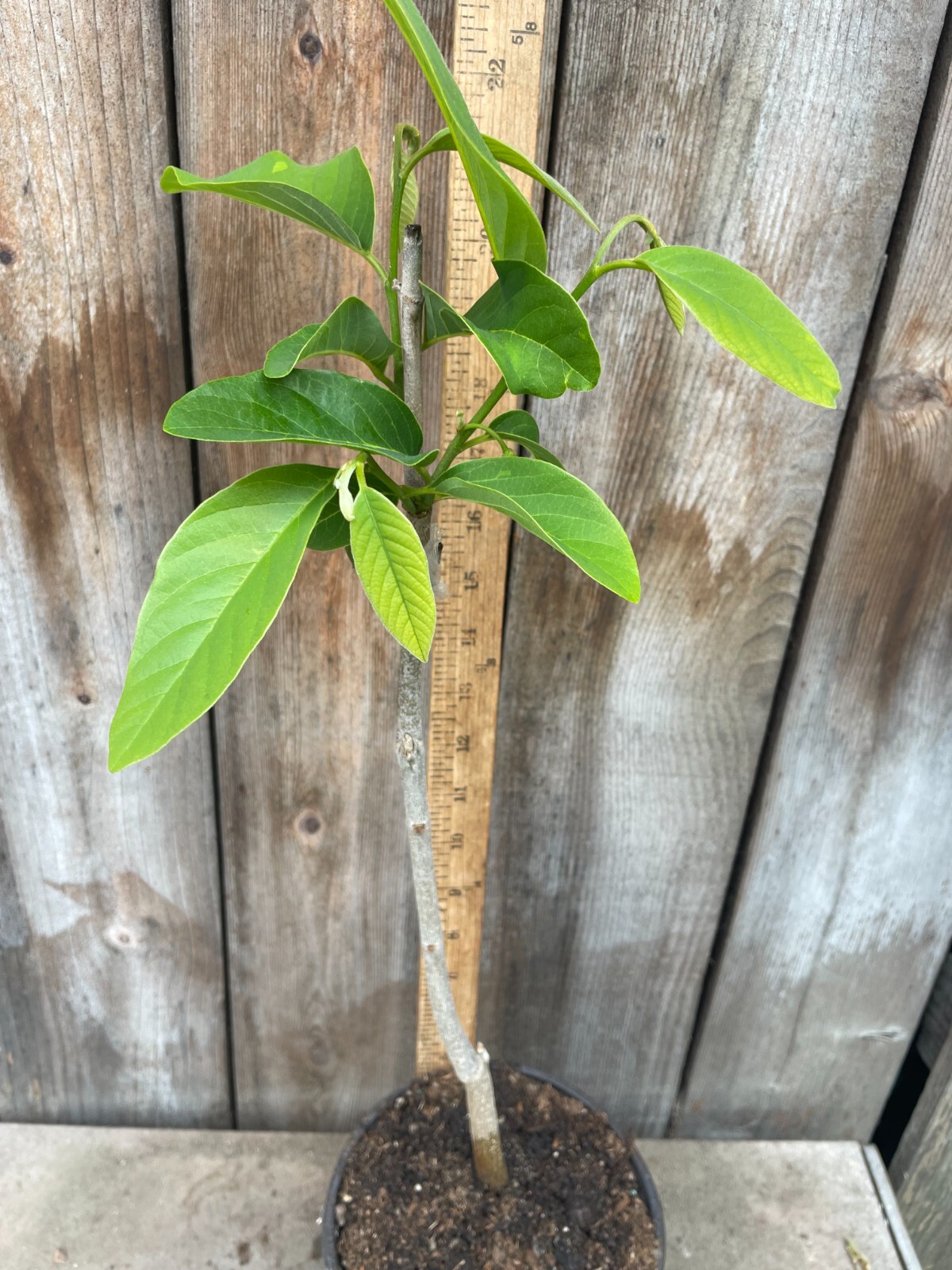 1 Seedling Pineapple Annona Cherimola X A Squannosa Atemoya, Annona Squnnosa 35″