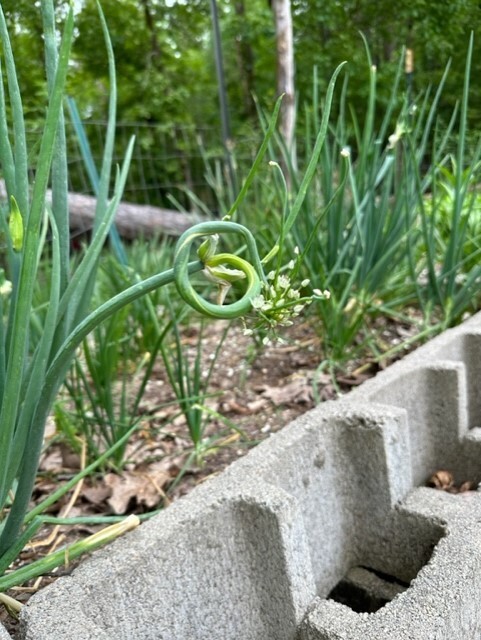5 Egyptian Walking Onions, Tree Onion, top Onions. 5 roots to start