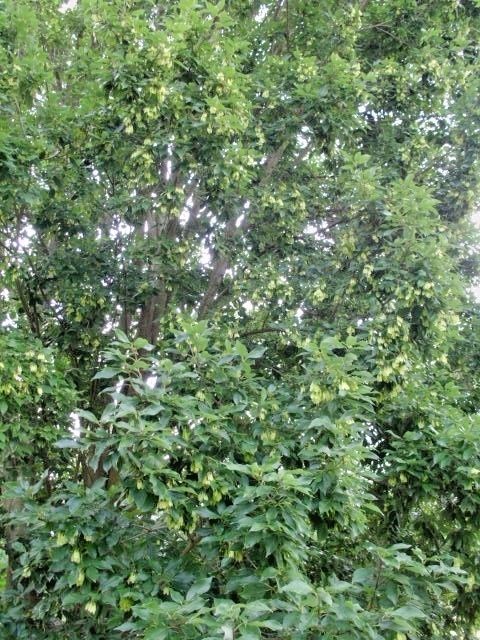 20 CHINESE EVERGREEN MAPLE SEEDS – Acer coriaceifolium