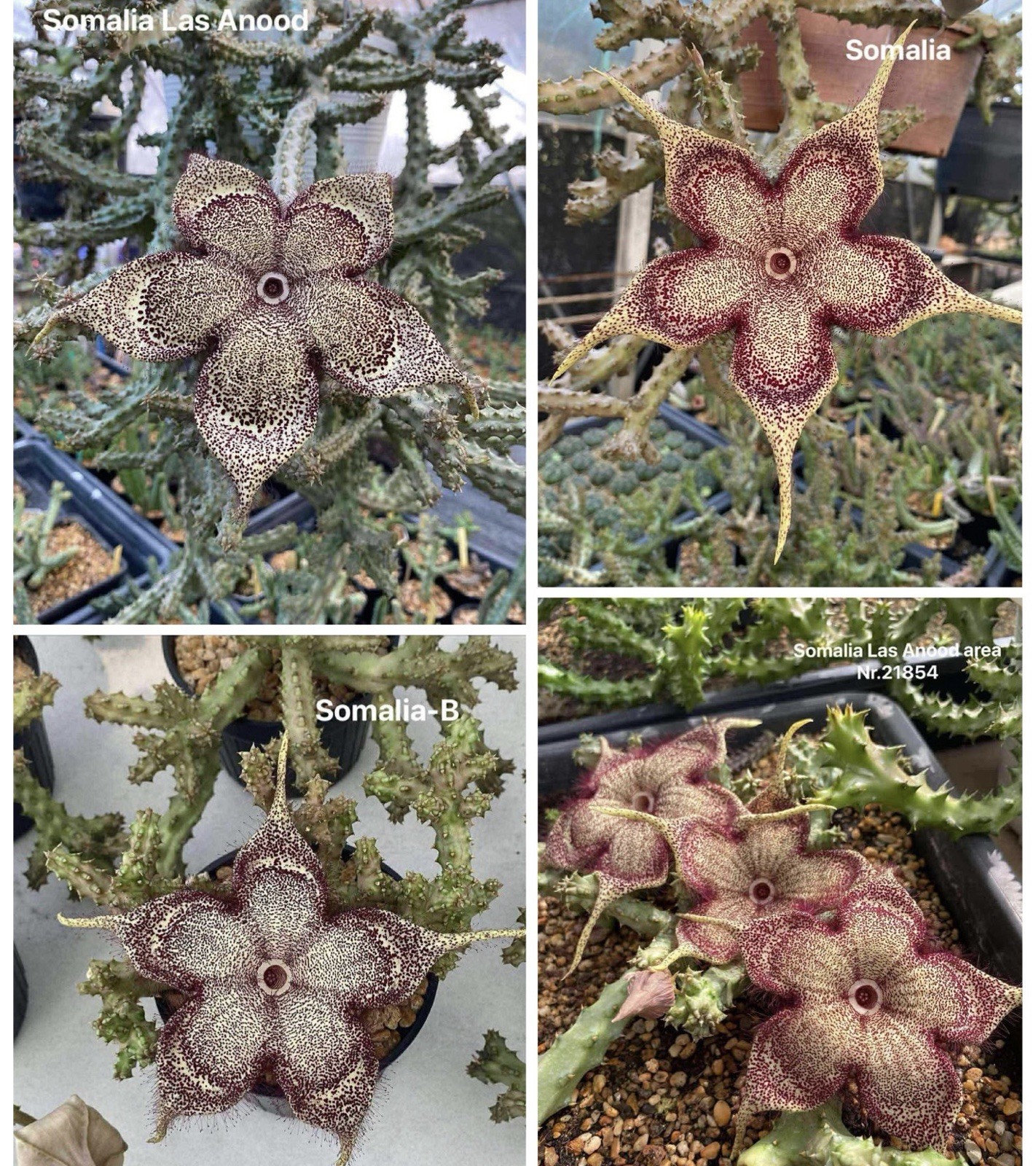 8 Seeds Edithcolea Grandis Persian Carpet Flower Rare Stapeliad Succulents