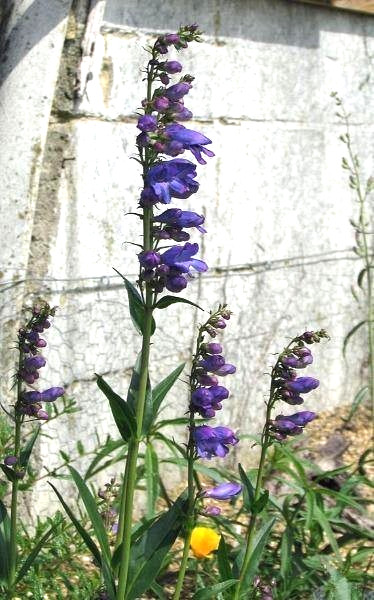 Penstemon strictus | Rocky Mountain Penstemon | 1000 Seeds