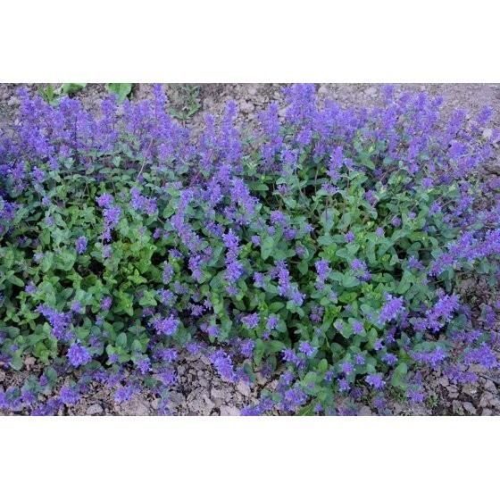 50 PERSIAN CATMINT Mussins Nepeta Racemosa Flower Seeds