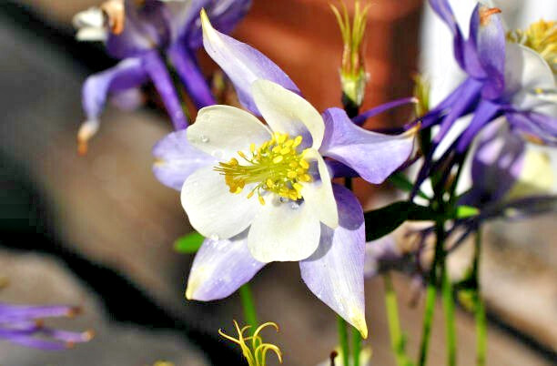 200 MCKANA GIANTS COLUMBINE SEED MIX | 2026 SALES FREE SHIPPING NON GMO