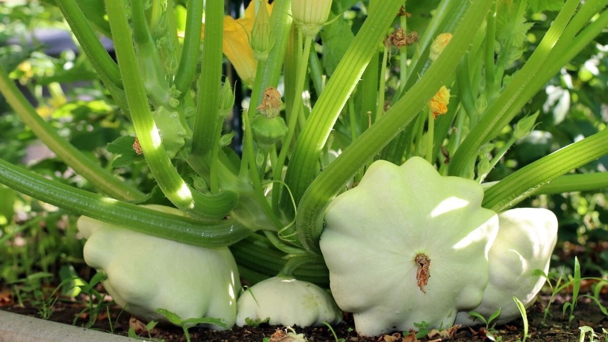 Early White Bush Scallop Summer Squash Seeds| 20 seeds| NON-GMO, White Patty Pan