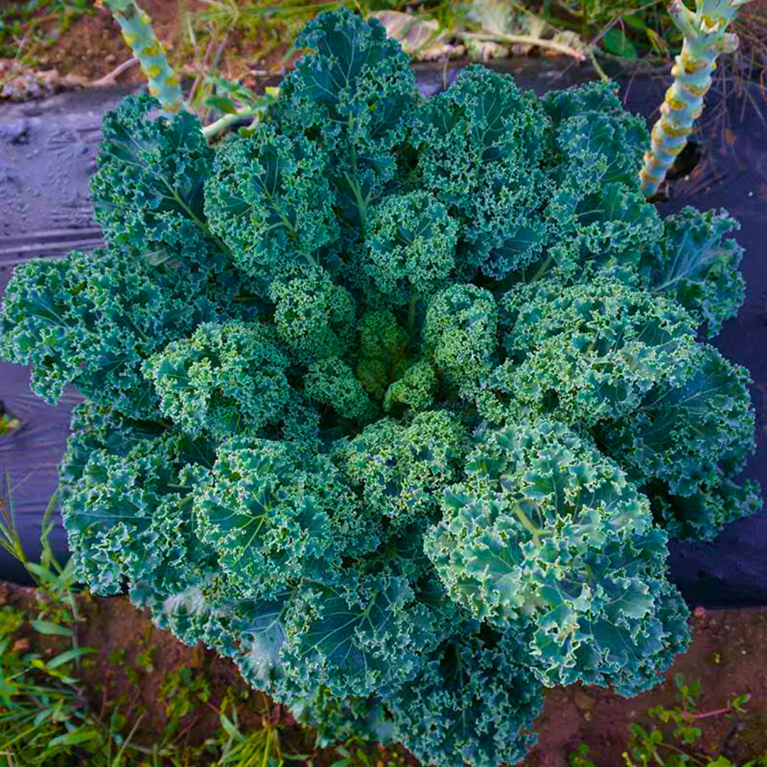 Fresh Blue Scotch Curled Kale Seeds | Heirloom Non-GMO | Fresh Vegetable Seeds