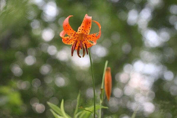 Lilium michiganense | Turk’s Cap Lily | Michigan Lily | 10 Seeds